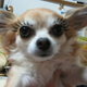 Illustration for article titled Fake Eyelashes on Pets Might Be a Thing